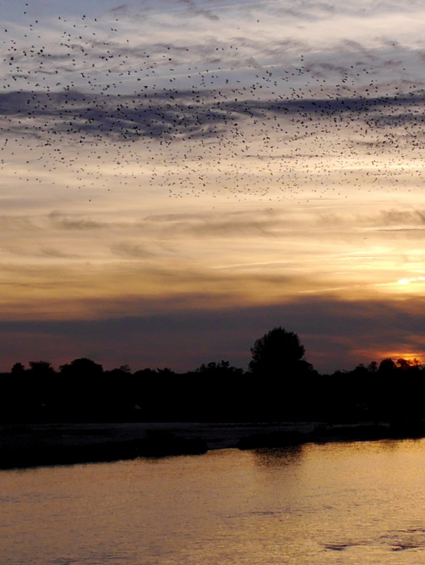 Starlings moving in over the river