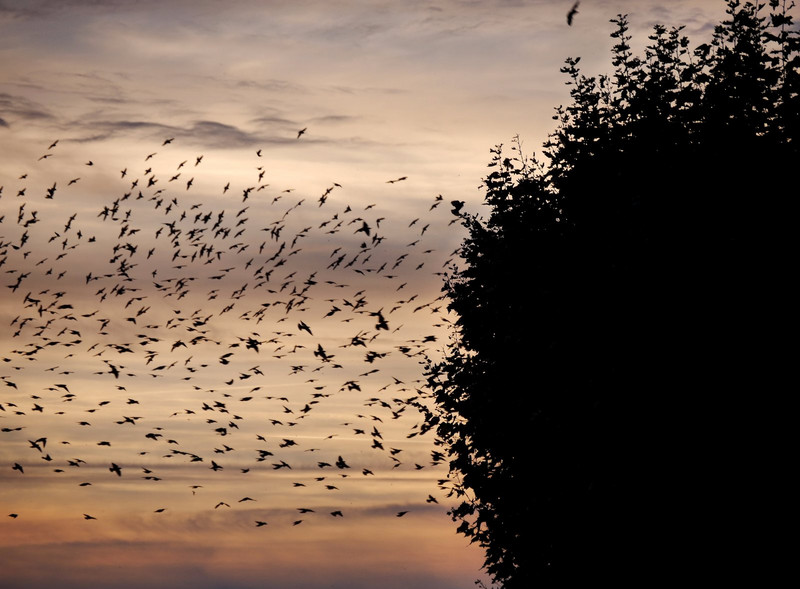 1000s of starlings settle into the line of trees along the north bank of the Loire at Gien