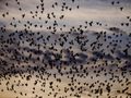 Starlings practicing for a murmuration at Gien