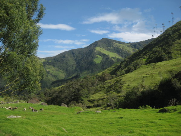 Valle de Cocora