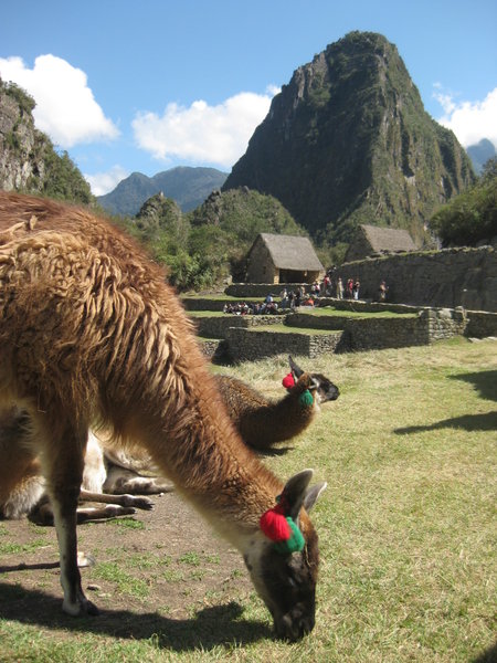 Llamas and Huayna Picchu