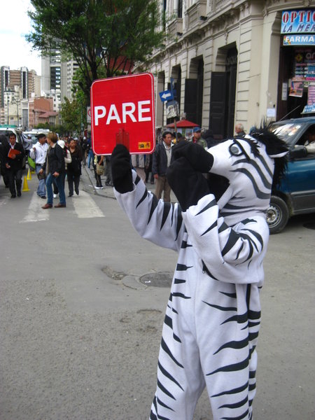 One of the zebras