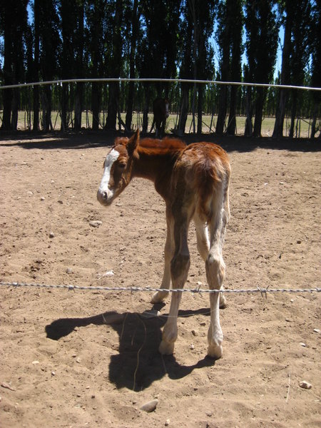 day-old foal
