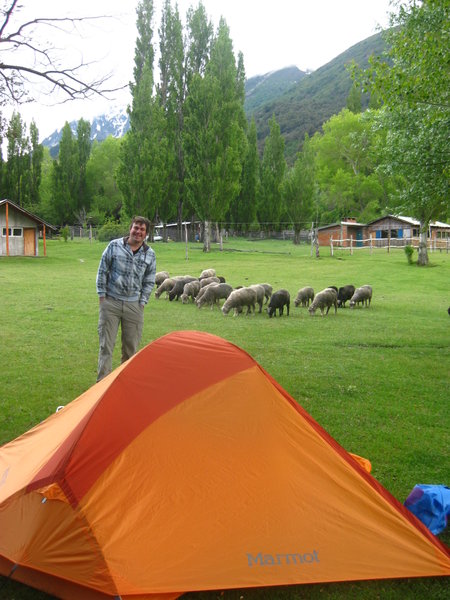 Camping amidst the sheep