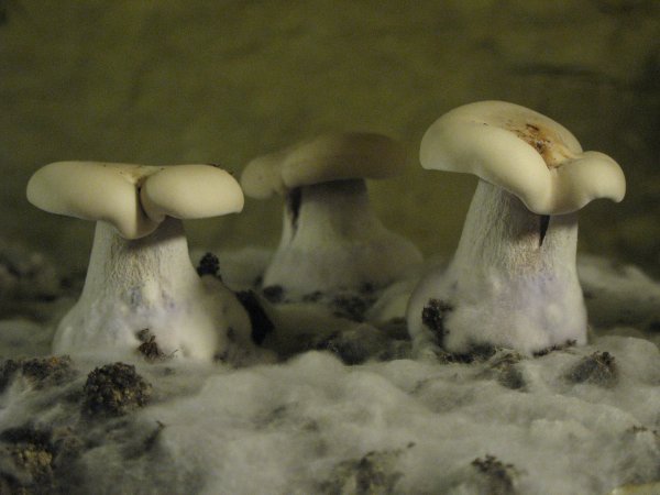 three little champignons