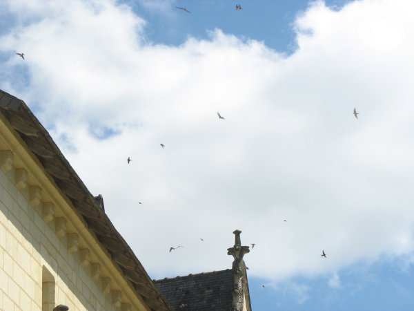swallows outside the kitchen of Abbaye de Fontevraud