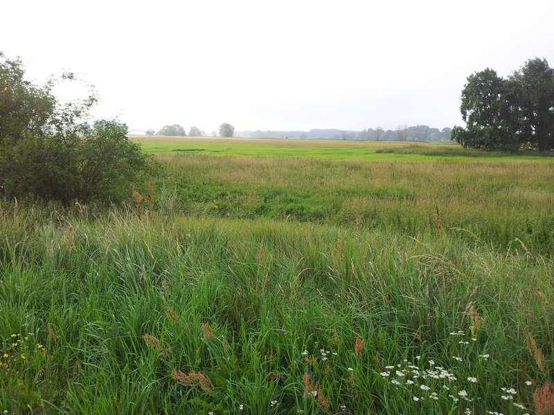 Grassland near the river Elbe