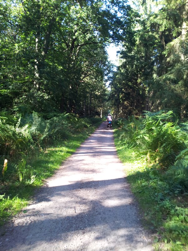 Cycling through forest in Darß