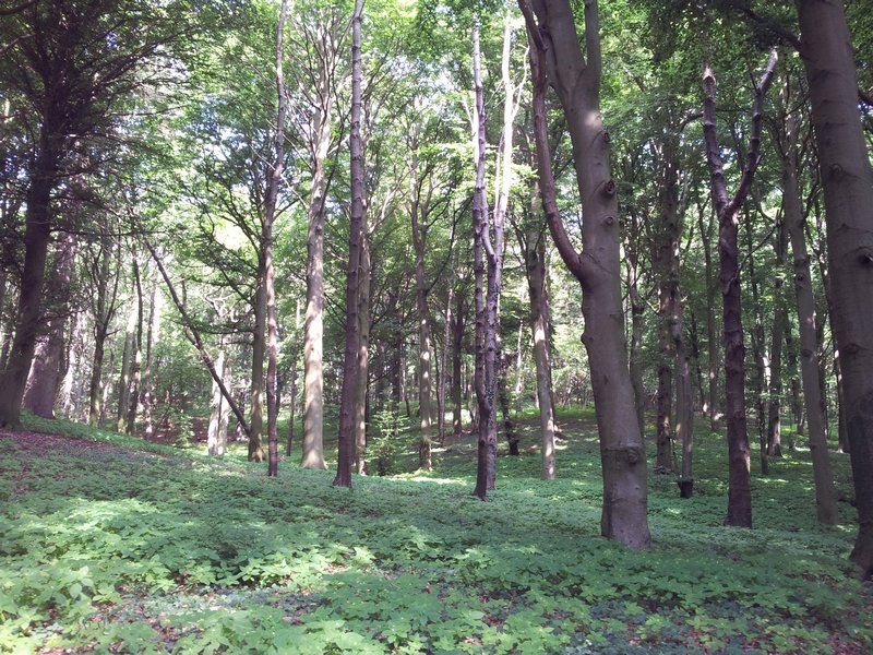 Forest outside of Lietzow