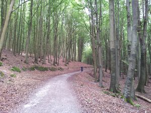 Forest in Jasmund