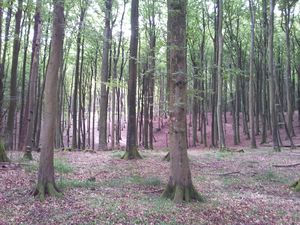 Forest in Jasmund