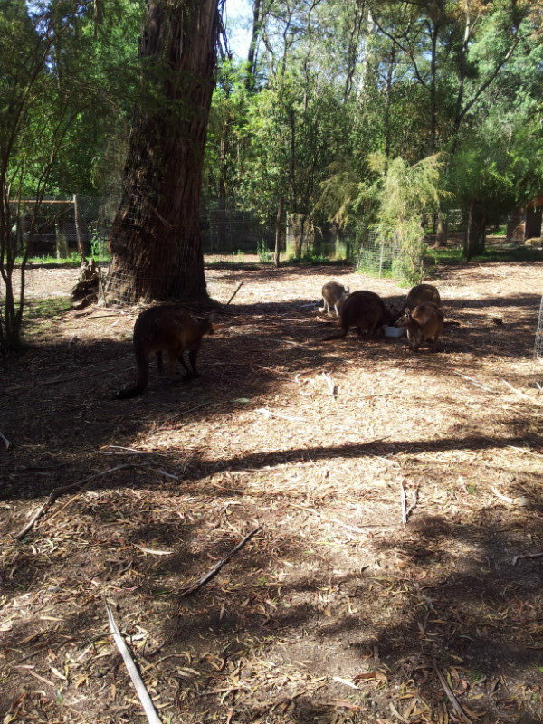 kangaroos congregate
