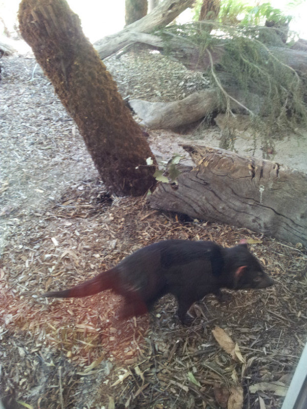 Tasmanian devil tantalizes
