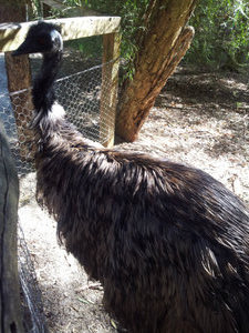Emu emotes