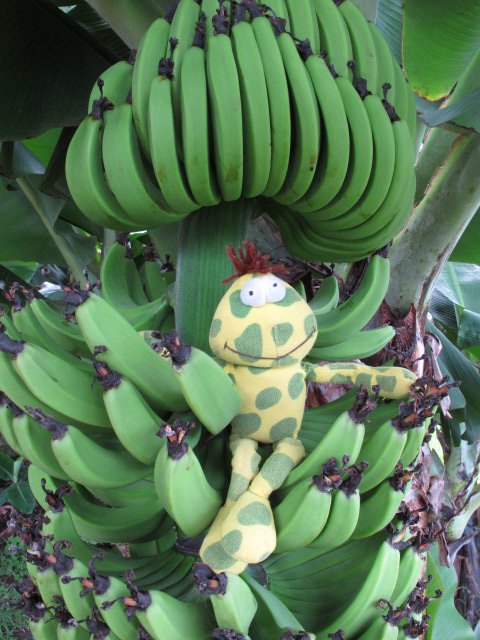 Bananas and frog