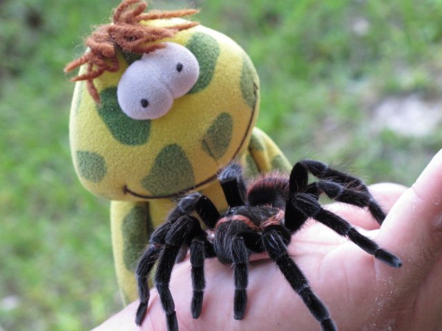 A real tarantula!