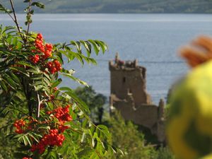 Rowan berries, Loch Ness