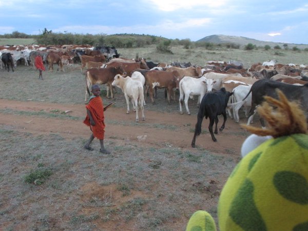 Maasai kids with their cattle