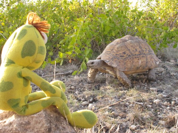 Stalking a leopard tortoise