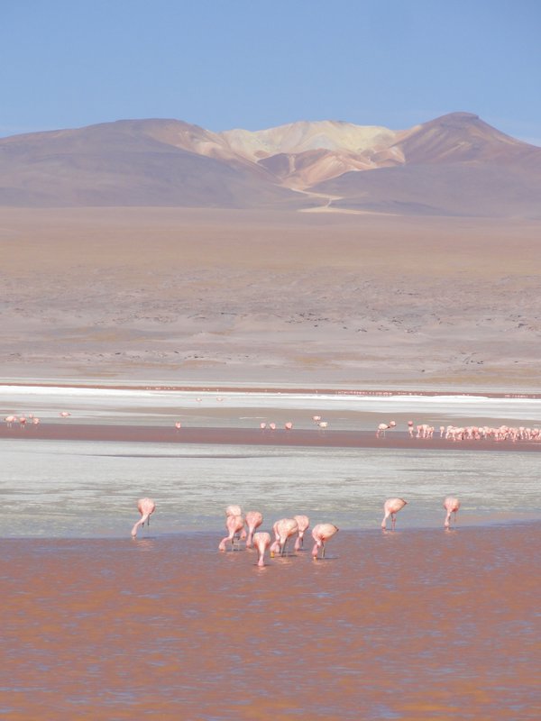 Laguna Colorada