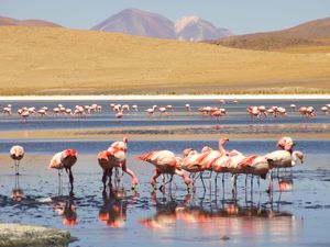 Flamingo laguna