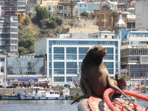 Wildlife on harbour cruise