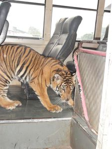 Tiger chained inside a bus