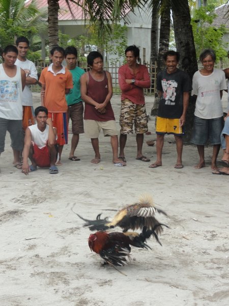 Cock fight - probably the favourite Filipino form of entertainment