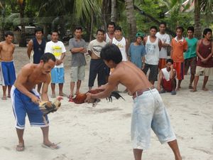 Firing up the cocks for the fight, Malapascua island