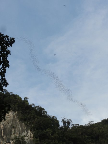 Bats leaving Deer Cave