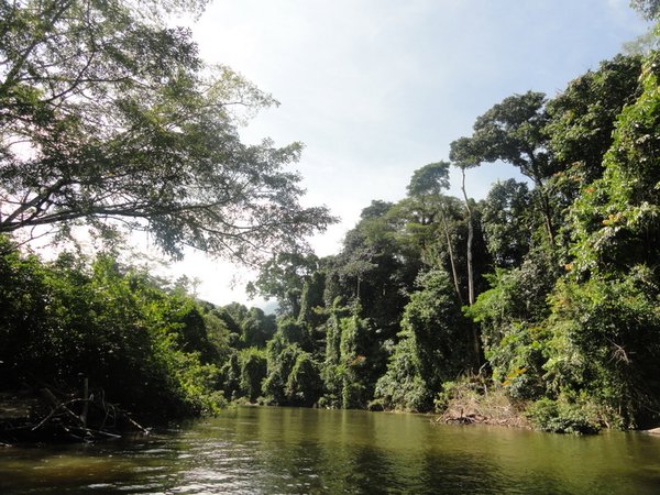 Mulu river cruise | Photo