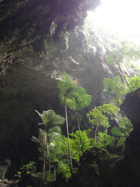 Entering Deer Cave - these palms are actually about 20 meters high