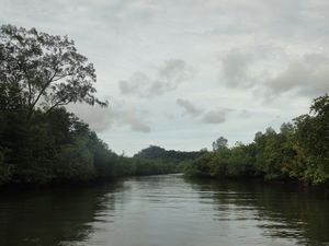 Mangrove cruise