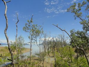 Mangroves at Bako