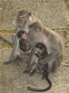 Mini Macaques