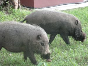 Bearded bush pigs - pretty!