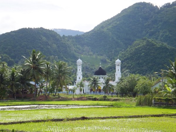 Rice paddies outside Banda Aceh