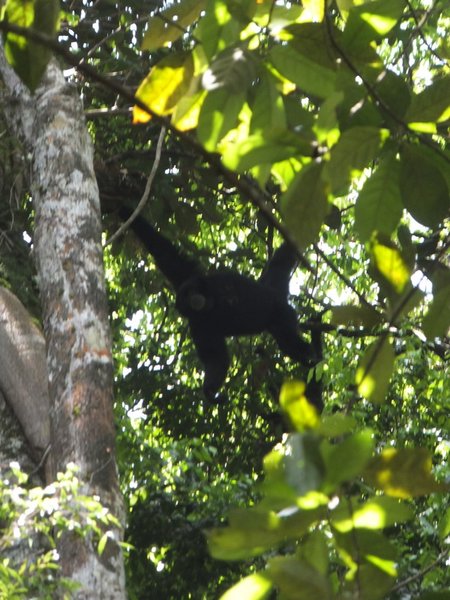 Black Gibbon hanging around