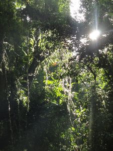 Hiking through the jungle