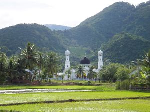 Rice paddies outside Banda Aceh