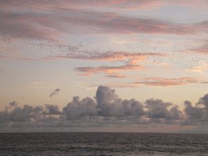 Bats flying off to feed, Lampuuk beach