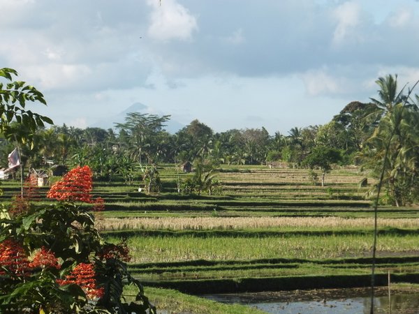 Rice paddies, Ubud