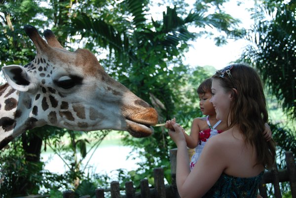 Feeding the scary giraffes