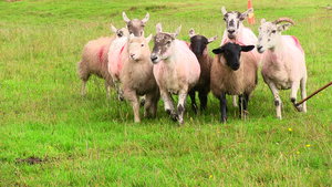 Donegal:  Sheep Stampede