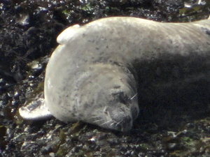 napping sea lion