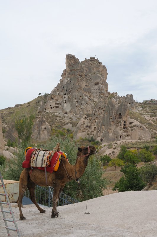 Camels in Cappadocia
