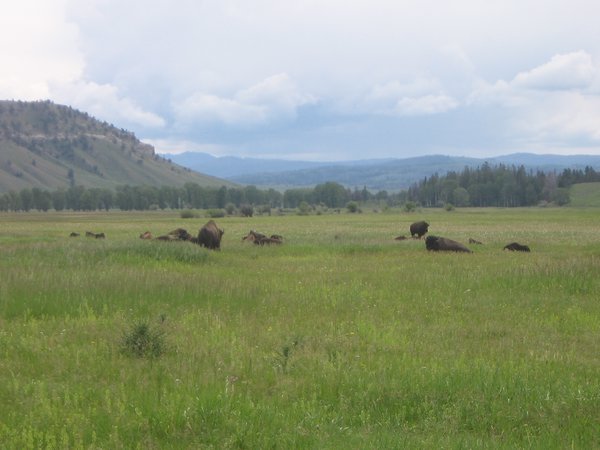 Bison ved Jackson Hole