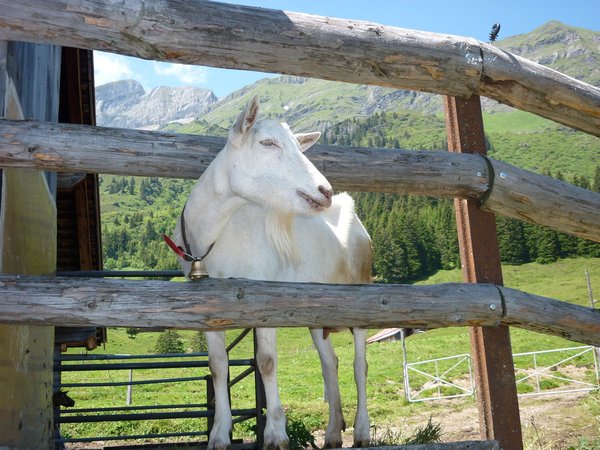 Jungfrau region, goat with bell