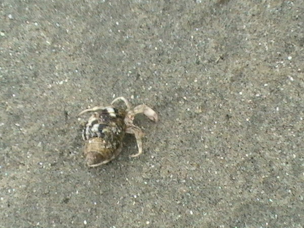 A little crab