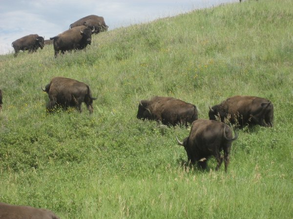 Where the buffalo roam. . .